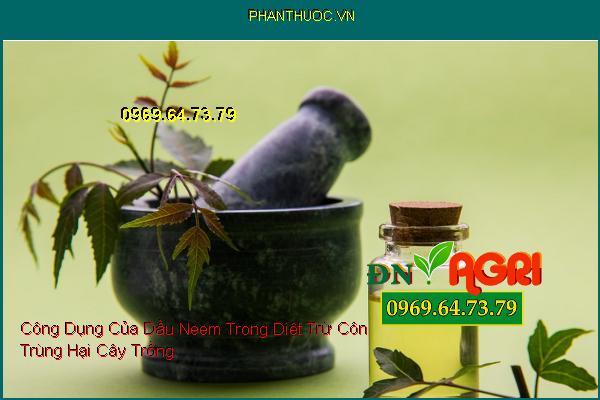 Công Dụng Của Dầu Neem Trong Diệt Trừ Côn Trùng Hại Cây Trồng