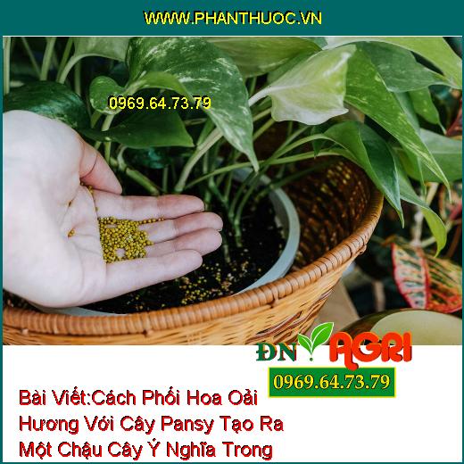 Cách Phối Hoa Oải Hương Với Cây Pansy Tạo Ra Một Chậu Cây Ý Nghĩa Trong Nhà