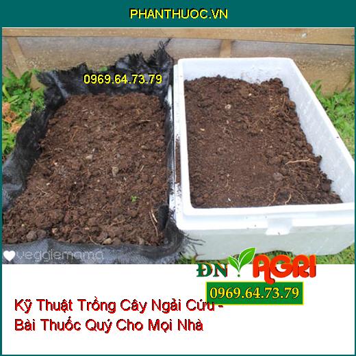 Kỹ Thuật Trồng Cây Ngải Cứu - Bài Thuốc Quý Cho Mọi Nhà