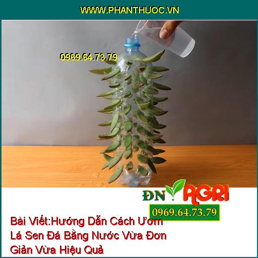 Hướng Dẫn Cách Ươm Lá Sen Đá Bằng Nước Vừa Đơn Giản Vừa Hiệu Quả