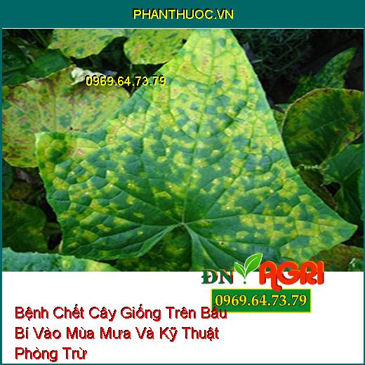 Bệnh Chết Cây Giống Trên Bầu Bí Vào Mùa Mưa Và Kỹ Thuật Phòng Trừ