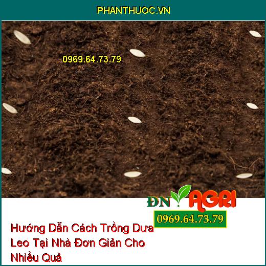 Hướng Dẫn Cách Trồng Dưa Leo Tại Nhà Đơn Giản Cho Nhiều Quả