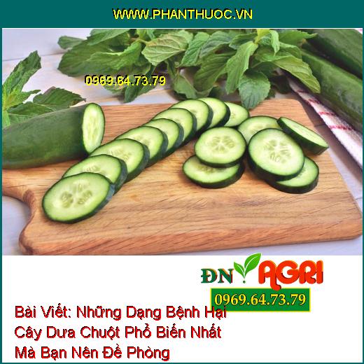 Những Dạng Bệnh Hại Cây Dưa Chuột Phổ Biến Nhất Mà Bạn Nên Đề Phòng