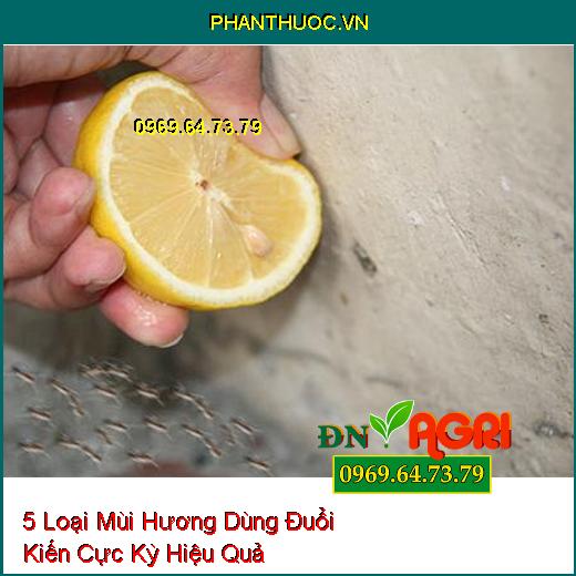 5 Loại Mùi Hương Dùng Đuổi Kiến Cực Kỳ Hiệu Quả