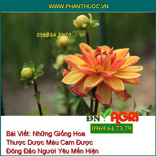 Những Giống Hoa Thược Dược Màu Cam Được Đông Đảo Người Yêu Mến Hiện Nay