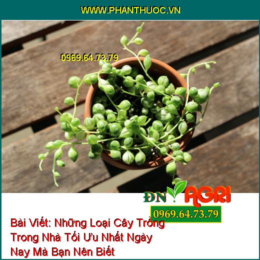 Những Loại Cây Trồng Trong Nhà Tối Ưu Nhất Ngày Nay Mà Bạn Nên Biết