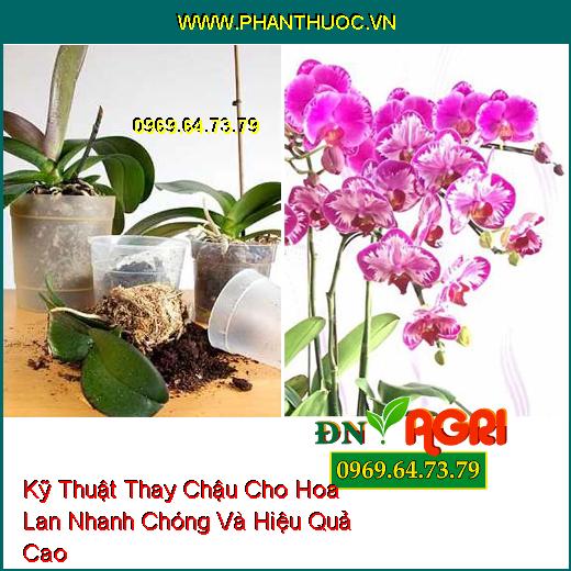 Kỹ Thuật Thay Chậu Cho Hoa Lan Nhanh Chóng Và Hiệu Quả Cao