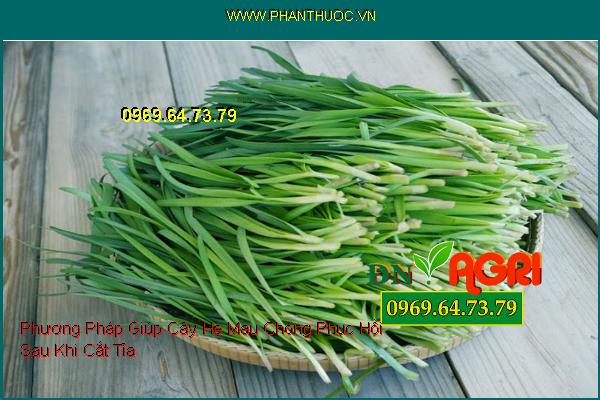 Phương Pháp Giúp Cây Hẹ Mau Chóng Phục Hồi Sau Khi Cắt Tỉa