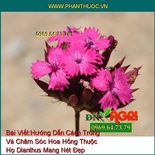 Hướng Dẫn Cách Trồng Và Chăm Sóc Hoa Hồng Thuộc Họ Dianthus Mang Nét Đẹp Quyến Rũ