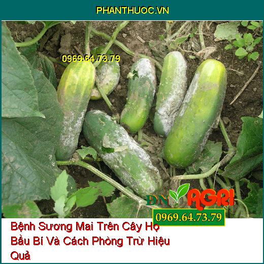 Bệnh Sương Mai Trên Cây Họ Bầu Bí Và Cách Phòng Trừ Hiệu Quả