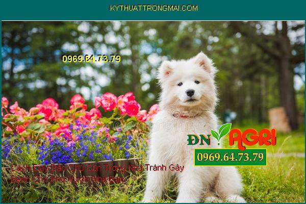 Cách Dạy Bảo Chú Cún Trong Nhà Tránh Gây Bệnh Cho Khu Vườn Nhà Bạn