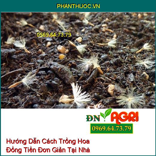 Hướng Dẫn Cách Trồng Hoa Đồng Tiền Đơn Giản Tại Nhà