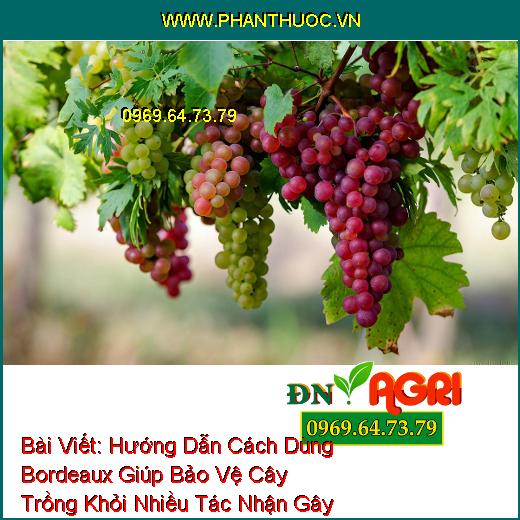 Hướng Dẫn Cách Dùng Bordeaux Giúp Bảo Vệ Cây Trồng Khỏi Nhiều Tác Nhận Gây Bệnh