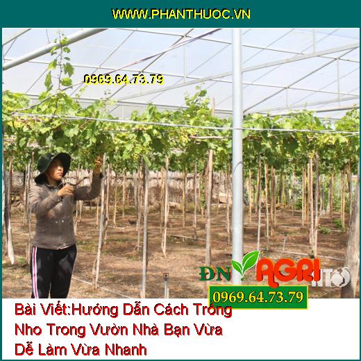 Hướng Dẫn Cách Trồng Nho Trong Vườn Nhà Bạn Vừa Dễ Làm Vừa Nhanh