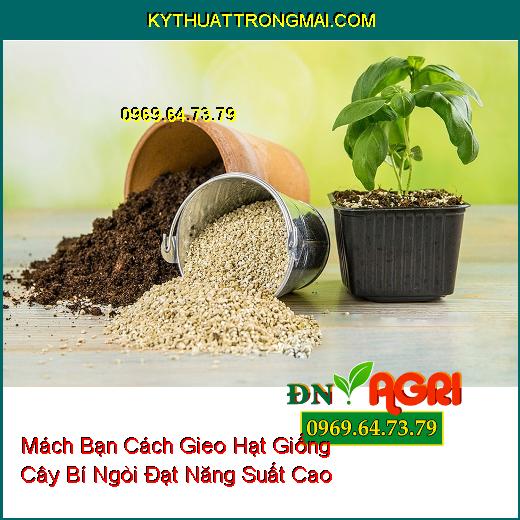 Mách Bạn Cách Gieo Hạt Giống Cây Bí Ngòi Đạt Năng Suất Cao