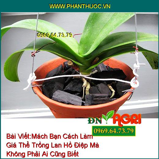 Mách Bạn Cách Làm Giá Thể Trồng Lan Hồ Điệp Mà Không Phải Ai Cũng Biết