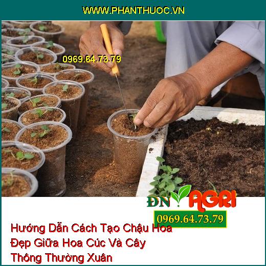 Hướng Dẫn Cách Tạo Chậu Hoa Đẹp Giữa Hoa Cúc Và Cây Thông Thường Xuân