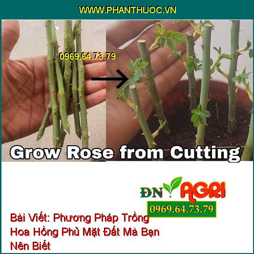 Phương Pháp Trồng Hoa Hồng Phủ Mặt Đất Mà Bạn Nên Biết