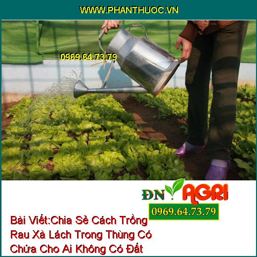 Chia Sẻ Cách Trồng Rau Xà Lách Trong Thùng Có Chứa Cho Ai Không Có Đất Trồng