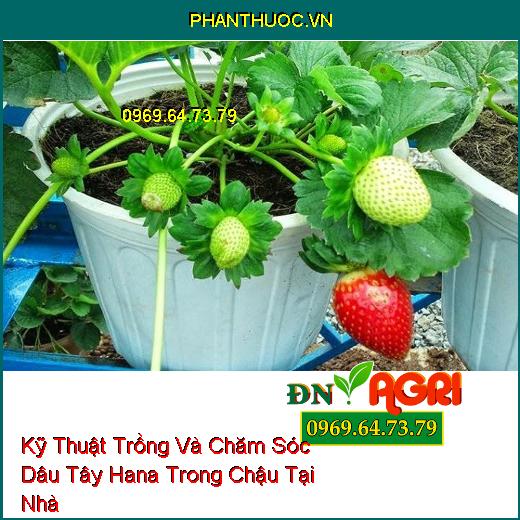 Kỹ Thuật Trồng Và Chăm Sóc Dâu Tây Hana Trong Chậu Tại Nhà