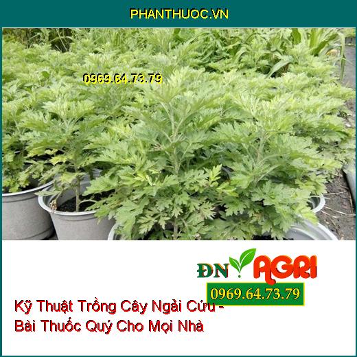 Kỹ Thuật Trồng Cây Ngải Cứu - Bài Thuốc Quý Cho Mọi Nhà