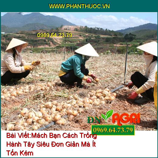 Mách Bạn Cách Trồng Hành Tây Siêu Đơn Giản Mà Ít Tốn Kém