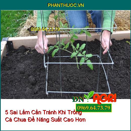 5 Sai Lầm Cần Tránh Khi Trồng Cà Chua Để Năng Suất Cao Hơn