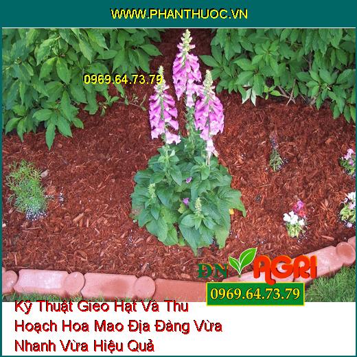 Kỹ Thuật Gieo Hạt Và Thu Hoạch Hoa Mao Địa Đàng Vừa Nhanh Vừa Hiệu Quả