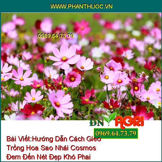 Hướng Dẫn Cách Gieo Trồng Hoa Sao Nhái Cosmos Đem Đến Nét Đẹp Khó Phai