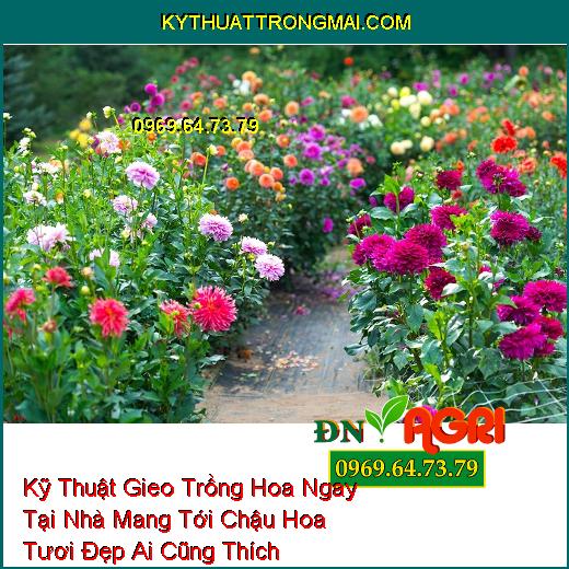 Kỹ Thuật Gieo Trồng Hoa Ngay Tại Nhà Mang Tới Chậu Hoa Tươi Đẹp Ai Cũng Thích