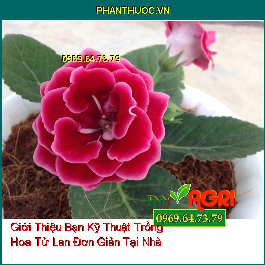 Giới Thiệu Bạn Kỹ Thuật Trồng Hoa Tử La Lan Đơn Giản Tại Nhà