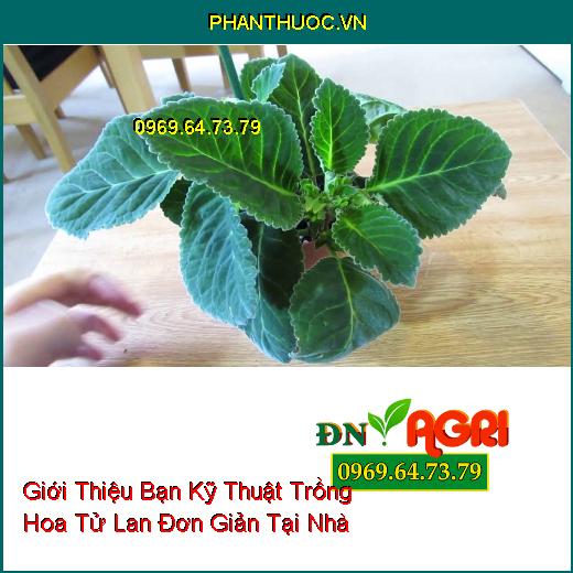 Giới Thiệu Bạn Kỹ Thuật Trồng Hoa Tử La Lan Đơn Giản Tại Nhà