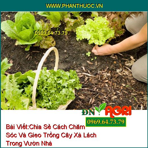 Chia Sẻ Cách Chăm Sóc Và Gieo Trồng Cây Xà Lách Trong Vườn Nhà