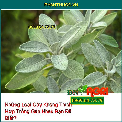 Những Loại Cây Không Thích Hợp Trồng Gần Nhau Bạn Đã Biết?