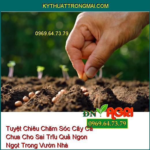 Tuyệt Chiêu Chăm Sóc Cây Cà Chua Cho Sai Trĩu Quả Ngon Ngọt Trong Vườn Nhà