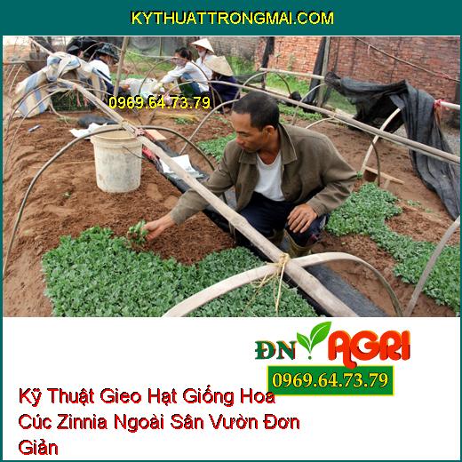 Kỹ Thuật Gieo Hạt Giống Hoa Cúc Zinnia Ngoài Sân Vườn Đơn Giản