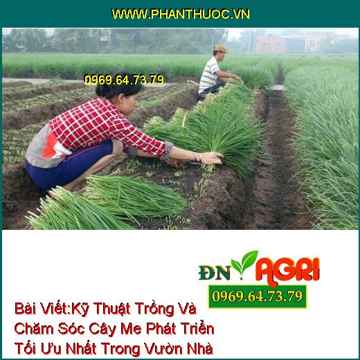 Kỹ Thuật Trồng Và Chăm Sóc Cây Me Phát Triển Tối Ưu Nhất Trong Vườn Nhà