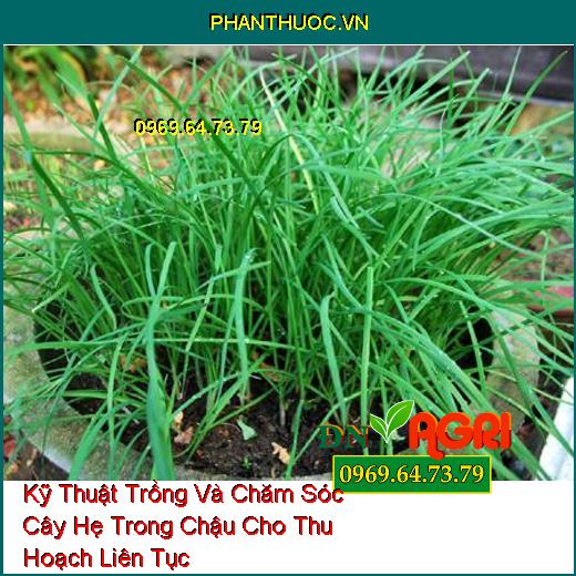 Kỹ Thuật Trồng Và Chăm Sóc Cây Hẹ Trong Chậu Cho Thu Hoạch Liên Tục