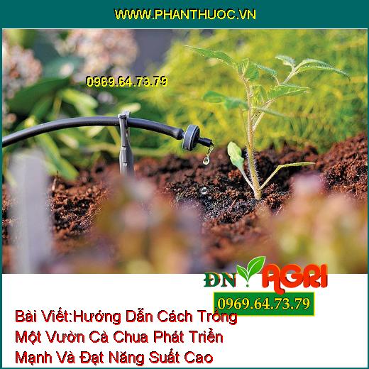 Hướng Dẫn Cách Trồng Một Vườn Cà Chua Phát Triển Mạnh Và Đạt Năng Suất Cao