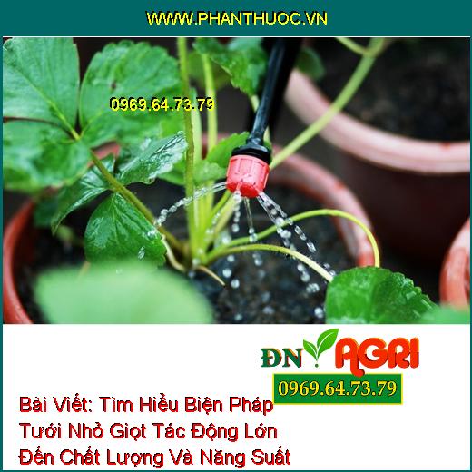 Tìm Hiểu Biện Pháp Tưới Nhỏ Giọt Tác Động Lớn Đến Chất Lượng Và Năng Suất Cây Trồng