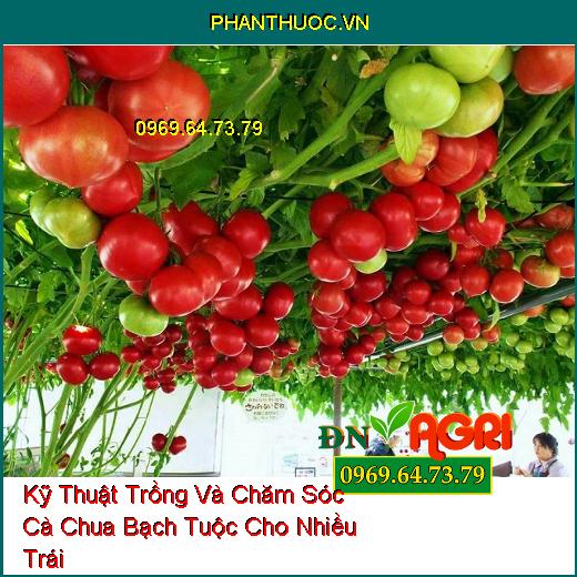 Kỹ Thuật Trồng Và Chăm Sóc Cà Chua Bạch Tuộc Cho Nhiều Trái