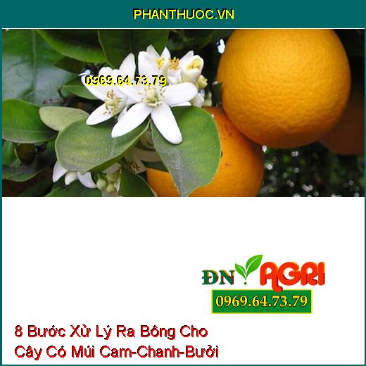 8 Bước Xử Lý Ra Bông Cho Cây Có Múi Cam-Chanh-Bưởi