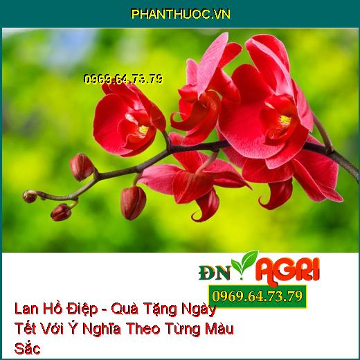 Lan Hồ Điệp - Quà Tặng Ngày Tết Với Ý Nghĩa Theo Từng Màu Sắc