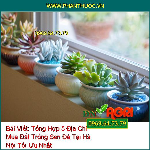 Tổng Hợp 5 Địa Chỉ Mua Đất Trồng Sen Đá Tại Hà Nội Tối Ưu Nhất