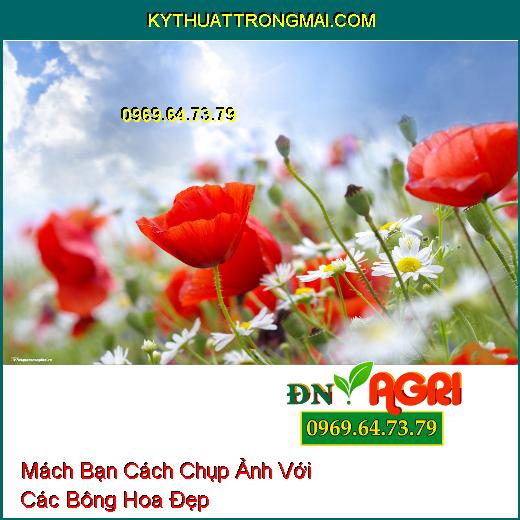 Mách Bạn Cách Chụp Ảnh Với Các Bông Hoa Đẹp Từ Trong Vườn Đến Trên Mạng