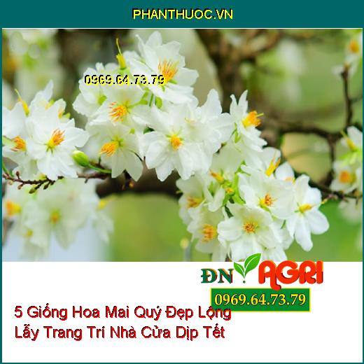 5 Giống Hoa Mai Quý Đẹp Lộng Lẫy Trang Trí Nhà Cửa Dịp Tết