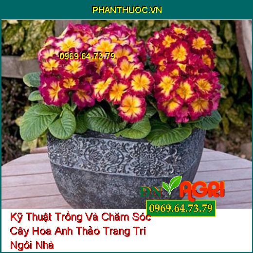 Kỹ Thuật Trồng Và Chăm Sóc Cây Hoa Anh Thảo Trang Trí Ngôi Nhà