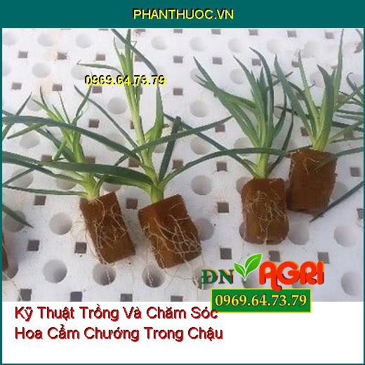 Kỹ Thuật Trồng Và Chăm Sóc Hoa Cẩm Chướng Trong Chậu 