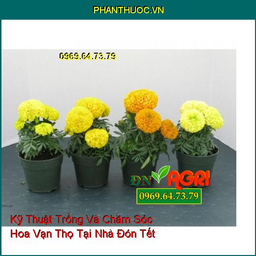 Kỹ Thuật Trồng Và Chăm Sóc Hoa Vạn Thọ Tại Nhà Đón Tết