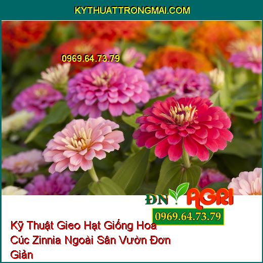 Kỹ Thuật Gieo Hạt Giống Hoa Cúc Zinnia Ngoài Sân Vườn Đơn Giản